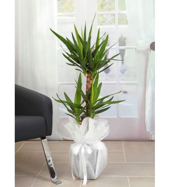 YUCCA 2'Lİ